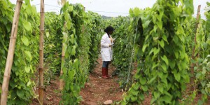 « Les pays africains devraient saisir ce moment de crise pour reconstruire des systèmes alimentaires durables »