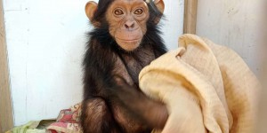 En RDC, « c’est la première fois qu’on enlève des chimpanzés contre rançon »