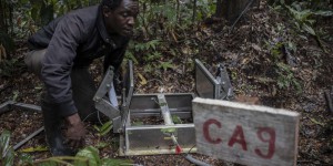 En RDC, scientifiques et paysans au chevet du bassin du Congo, deuxième « poumon vert » de la planète
