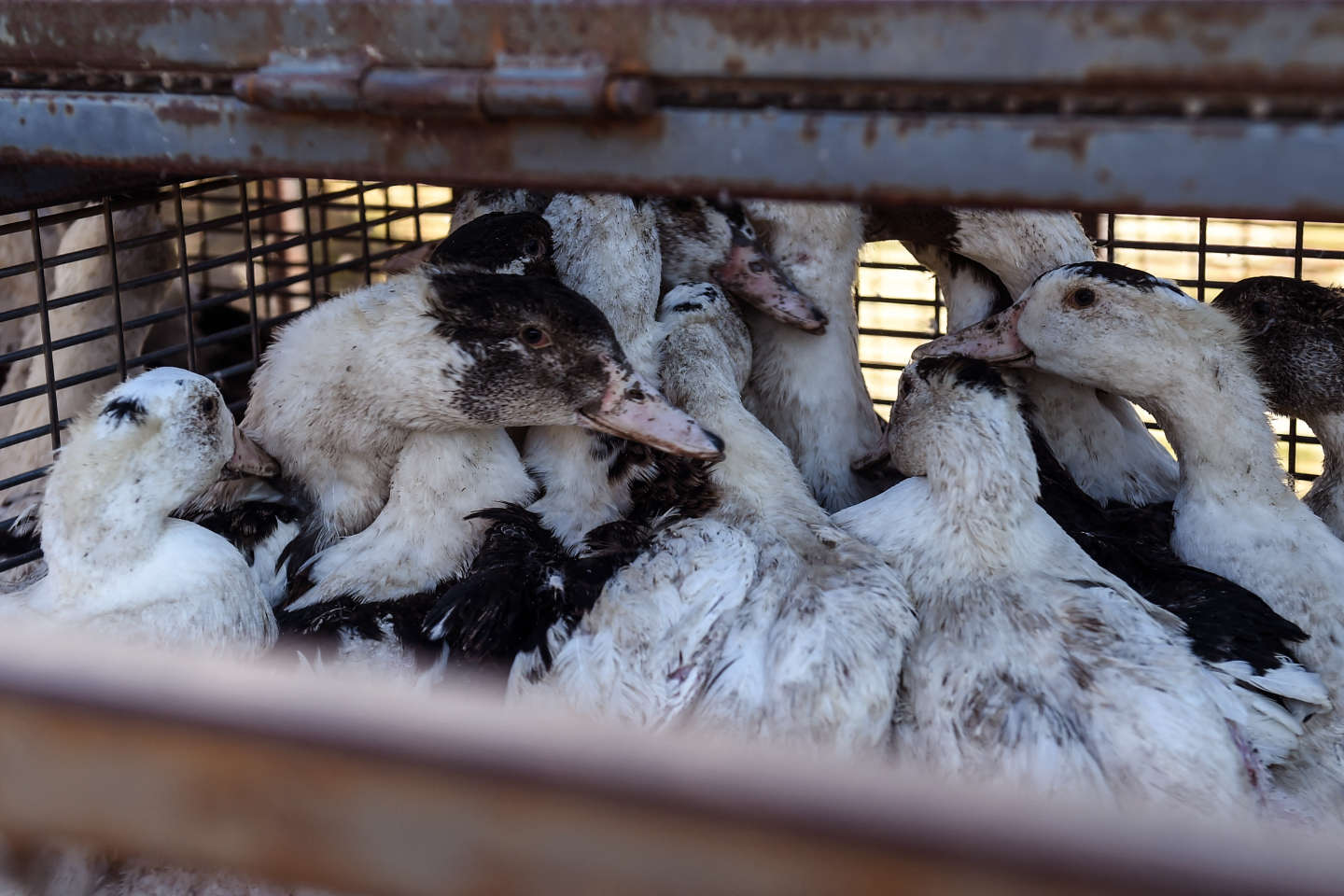 La réapparition de la grippe aviaire dans les élevages suscite l’inquiétude