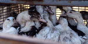 La réapparition de la grippe aviaire dans les élevages suscite l’inquiétude