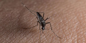 A La Réunion, des cas sévères de Dengue désormais toute l’année