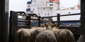 Des taurillons exportés de France, refusés de débarquer en Algérie, devront être euthanasiés