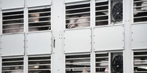 Températures maximales et temps de trajet : l’EFSA propose de nouvelles règles pour encadrer le transport d’animaux