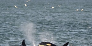 En Afrique du Sud, des orques filmées en train de tuer un grand requin blanc