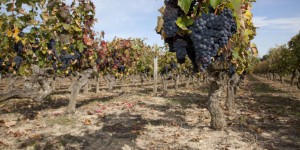 Agriculture : « Ne cédons pas à la tentation d’irriguer la vigne »
