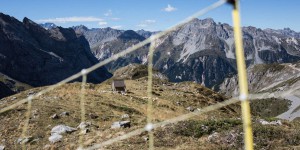 Dans les Alpes, la protection des troupeaux contre le loup porte ses premiers fruits