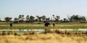 Au Botswana, un incroyable fleuve dans le désert