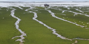 En Bretagne, le nouveau plan de lutte contre les algues vertes contesté avant même d’être dévoilé