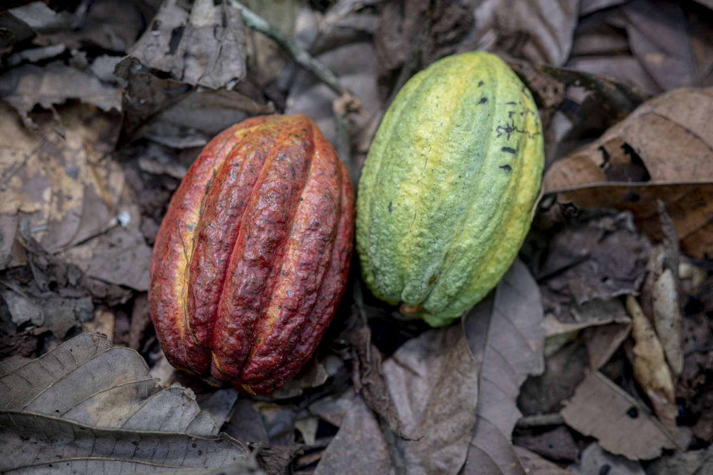Cacao d’Afrique et déforestation : il va falloir mieux payer les producteurs pour avoir du chocolat certifié