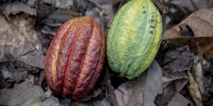 Cacao d’Afrique et déforestation : il va falloir mieux payer les producteurs pour avoir du chocolat certifié