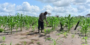 Face à la sécheresse, le Kenya réautorise le maïs génétiquement modifié
