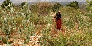 Au Kenya, des militants et groupes de pression agricoles dénoncent l’autorisation des OGM