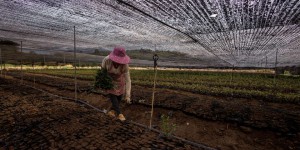 L’agriculture chinoise au défi du réchauffement climatique