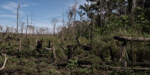 « Dans la lutte contre la déforestation importée, il faudra réussir à contourner les difficultés de mise en œuvre »