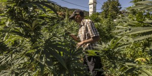 Au Maroc, les cultivateurs de chanvre placent leurs espoirs dans le cannabis thérapeutique