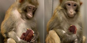 Des recherches de l’université Harvard sur des macaques suscitent l’indignation de primatologues