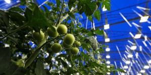 La Suède contrainte de cesser la production de tomates d’hiver