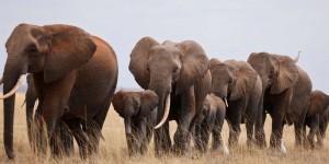 Bras de fer africain sur la reprise du commerce de l’ivoire