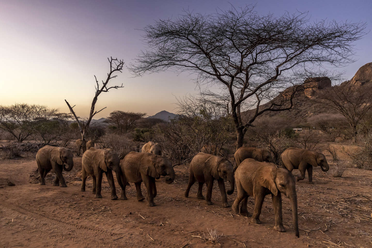 Dida, plus grande éléphante à défenses du Kenya, est morte de vieillesse
