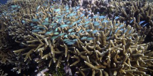 Grande Barrière de corail : l’inscription sur la liste des sites en péril de l’Unesco de nouveau recommandée