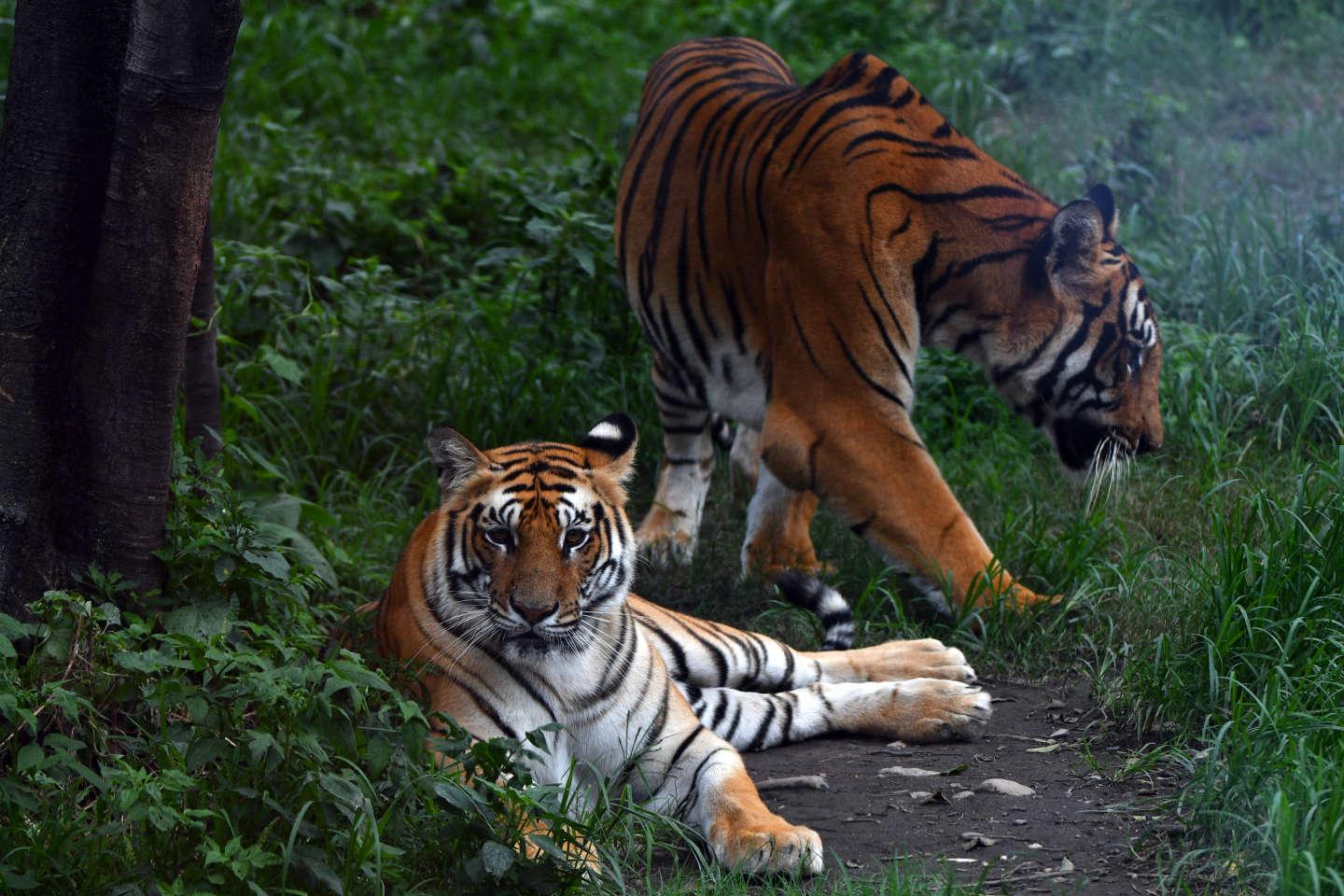Maltraitance animale : le dresseur de tigres Mario Masson condamné pour mauvais traitements