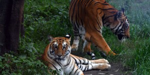 Maltraitance animale : le dresseur de tigres Mario Masson condamné pour mauvais traitements