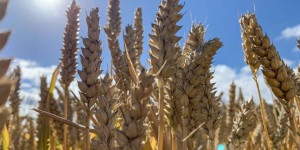 Matières premières : « Le cours du blé mené en bateau »