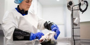 La Norvège veut taxer les producteurs de saumon