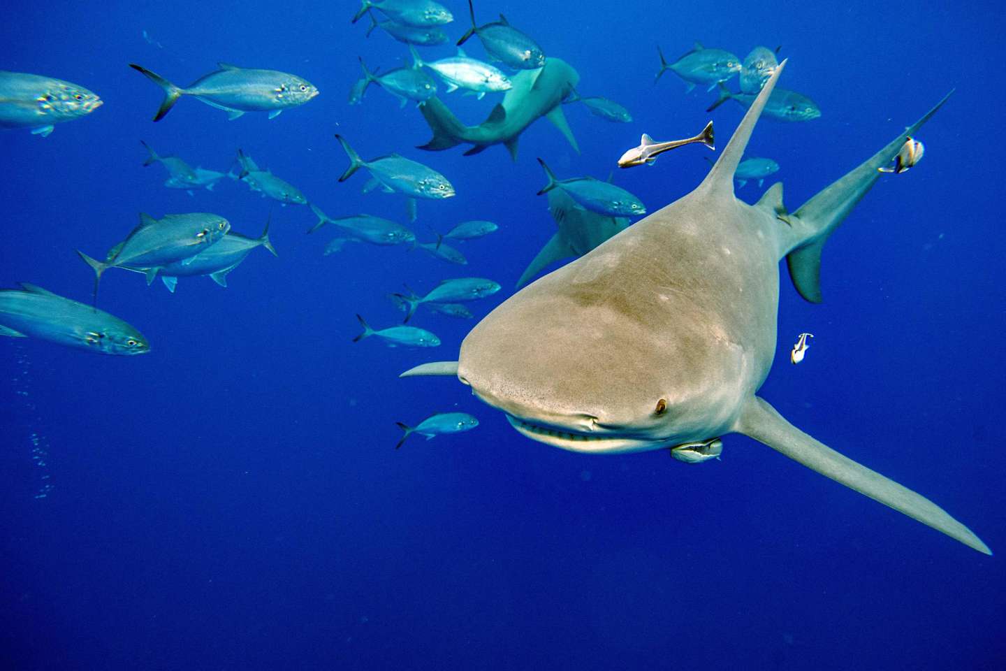 Requins, arbres et concombres de mer : au Panama, une COP pour que le commerce ne menace pas la survie des espèces