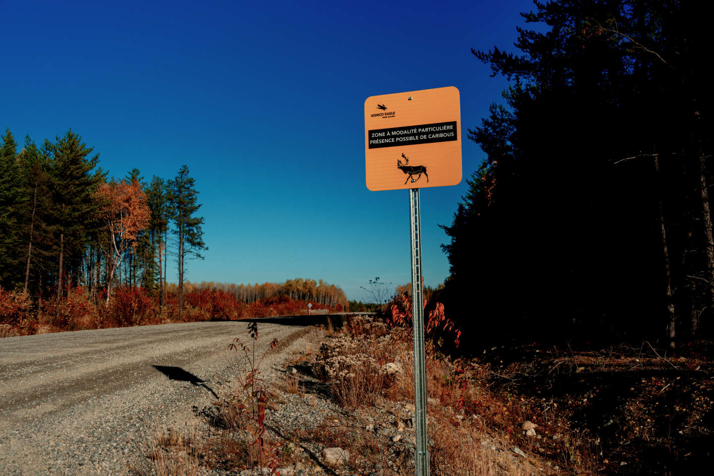 COP15 de la biodiversité : au Canada, le caribou, un emblème en danger