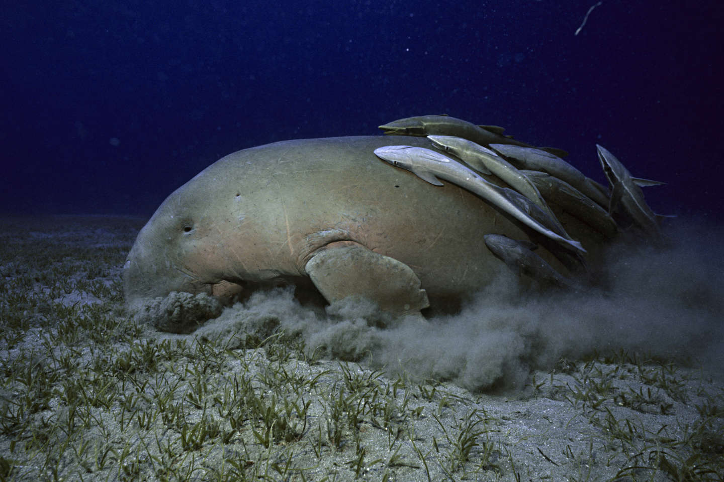 Dugongs, corail cierge, coquillages d’ormeaux… Des nouvelles espèces marines menacées d’extinction