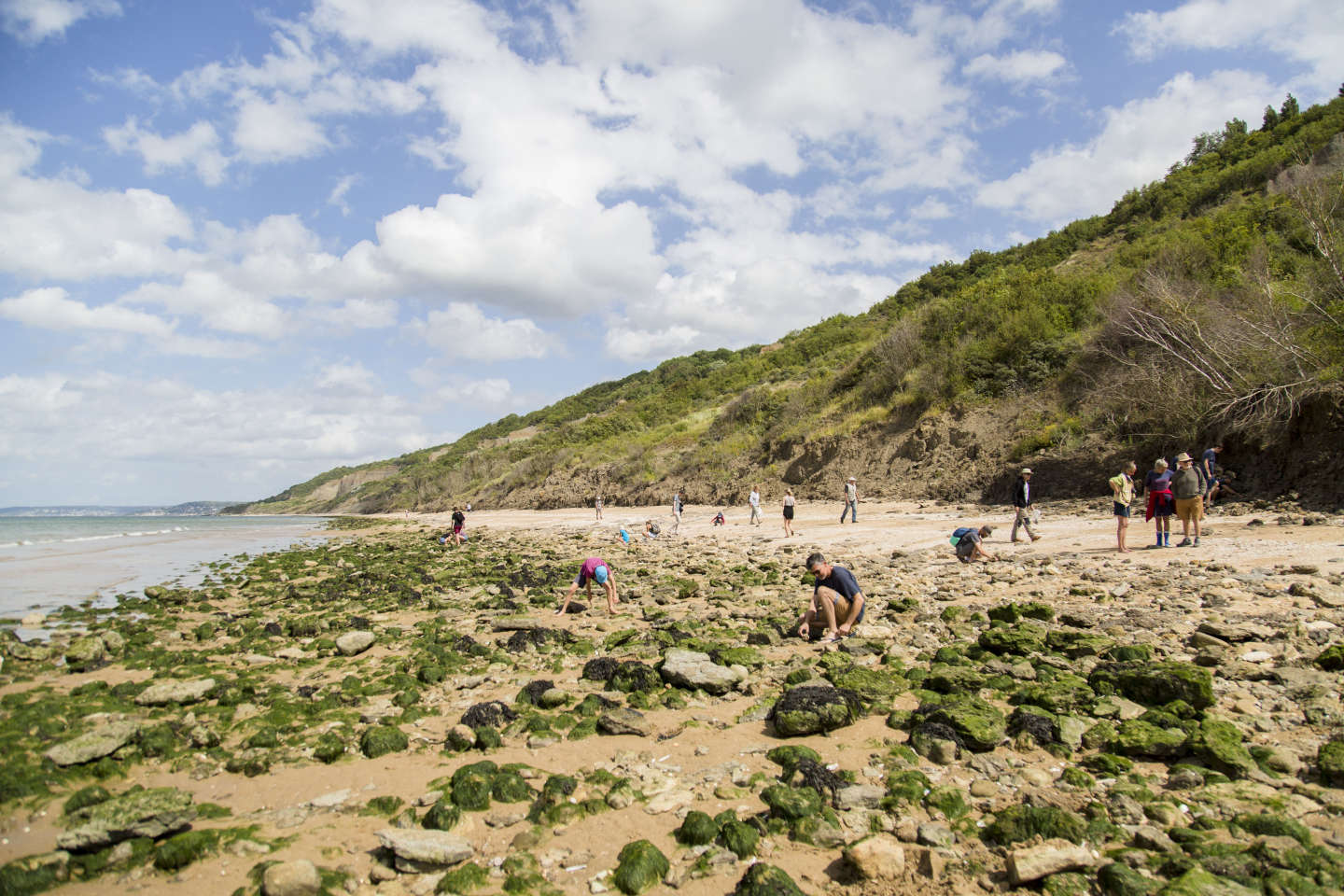 Les fossiles des plages du Calvados bientôt interdits de ramassage ?