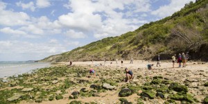 Les fossiles des plages du Calvados bientôt interdits de ramassage ?