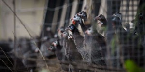 Le gouvernement repousse l’échéance de la vaccination contre la grippe aviaire à l’automne 2023