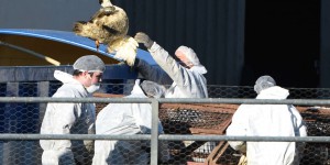Grippe aviaire : après l’abattage de millions de volailles, la France veut vacciner à l’automne 2023