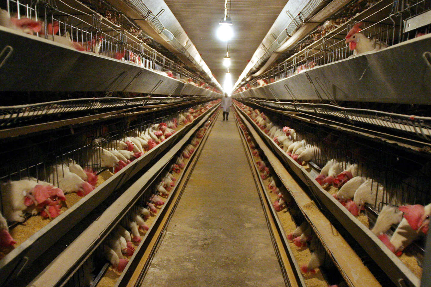 Grippe aviaire : les élevages forcés de « dédensifier » leurs exploitations