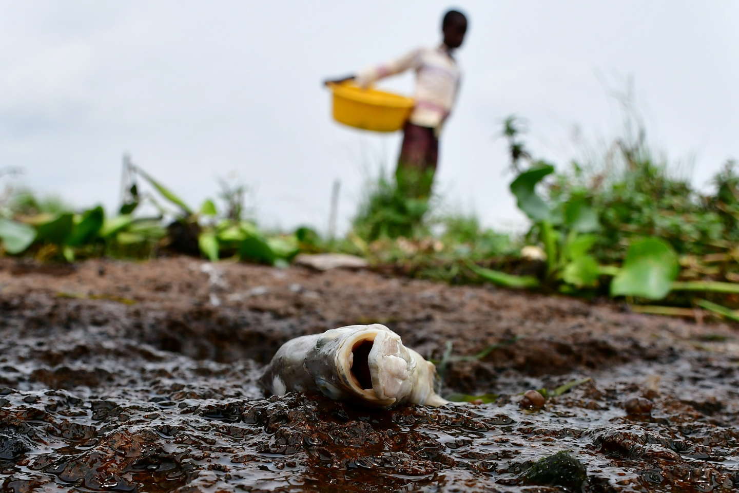 Au Kenya, le lac Victoria se meurt et le gouvernement regarde ailleurs