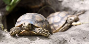 Nées à Monaco de parents sahéliens, 46 tortues sillonnées réintroduites au Sénégal