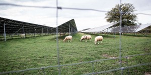 Dans la Nièvre, les projets de centrales solaires en zones agricoles se multiplient sous tension