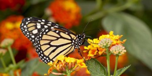 Le papillon monarque bientôt protégé au Canada