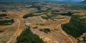 Soja, bœuf, cacao… L’Europe s’accorde pour interdire les marchandises liées à la déforestation