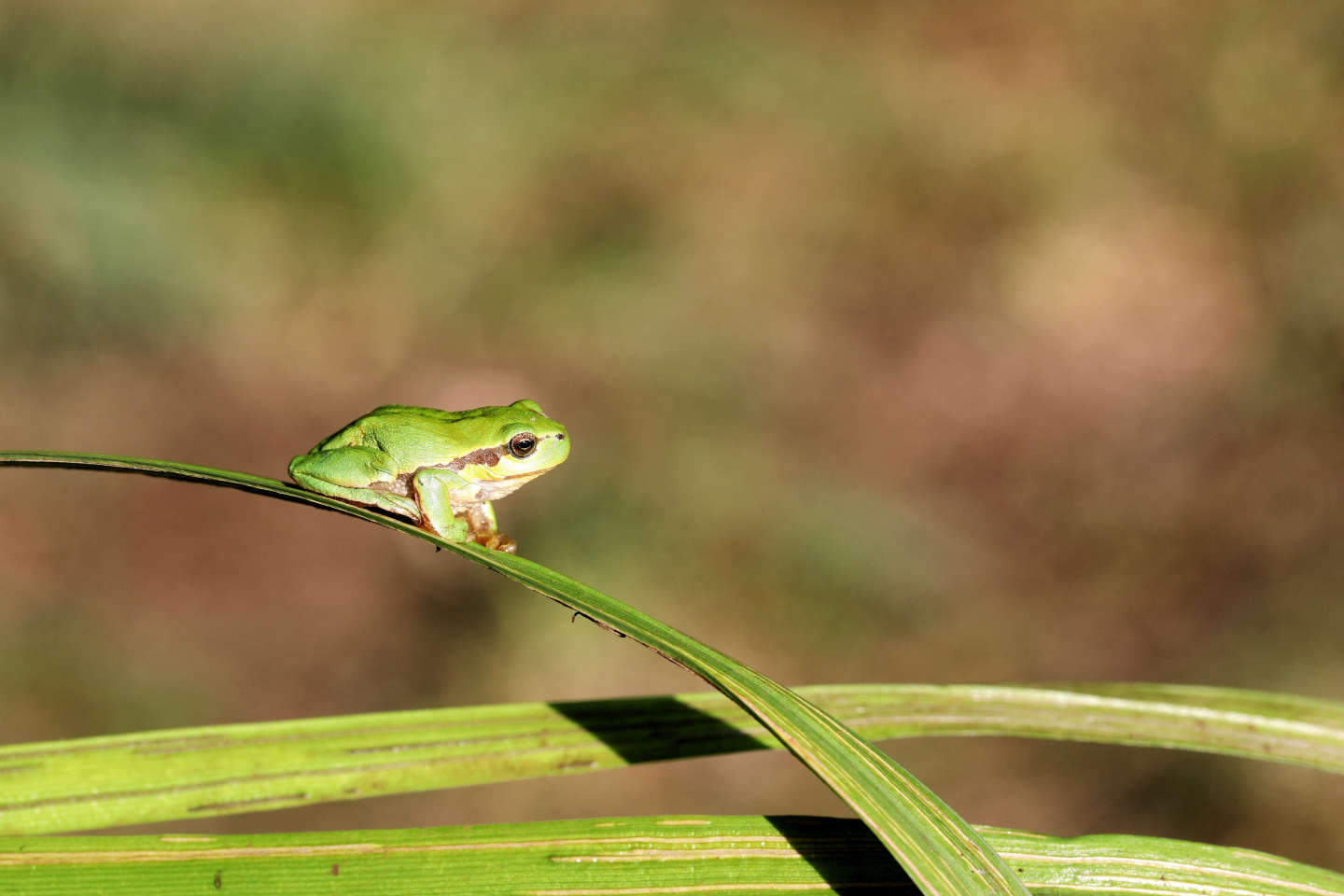 Tritons, rainettes, salamandres… en France, les amphibiens menacés par la sécheresse