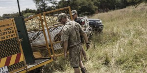 En Afrique du Sud, une tigresse sème la panique et relance le débat sur l’élevage de félins
