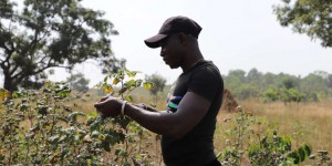 En Côte d’Ivoire, année catastrophique pour le coton, ravagé par une nouvelle espèce d’insecte