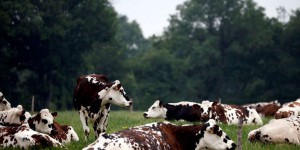 Danone veut réduire de 30 % d’ici à 2030 les émissions de méthane par les vaches qui lui fournissent du lait