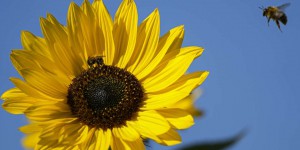 Un demi-million de morts par an seraient attribuables au déclin des insectes pollinisateurs