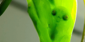 Les dessous de l’étonnante cape d’invisibilité de la grenouille de verre