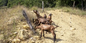 ​Dans le massif des Corbières, les chèvres de la discorde