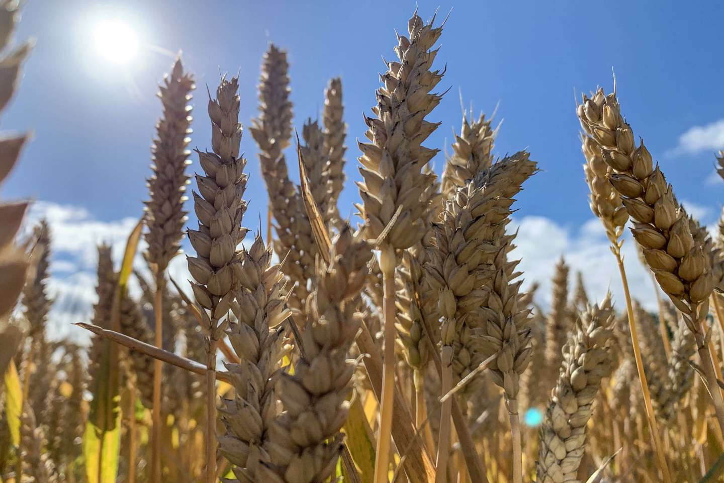 Matières premières : « Le cours du blé est baissier et retrouve son niveau d’avant le conflit en Ukraine »
